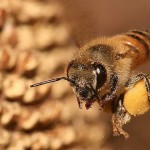 Tlumení varroázy je v ČR je povinné - řídí se vyhláškou Státní veterinární správy. Hlavní fáze dříve probíhala v podzimním období: říjen, listopad a prosinec - léky se aplikují fumigací (kouřem) nebo aerosolem (mlha). V této době již včela medonosná kraňská nemívá v našich podmínkách žádné kukly, na nichž by se kleštík před účinnou látkou schoval. Cílem je minimalizovat jeho startovací populaci pro příští rok. Zcela vymítit se jej ale nedaří a přeživší kleštíci jsou tímto způsobem tvrdě selektováni - přežijí jen nejodolnější. Oproti tomu včely nemají díky pravidelně opakovanému tlumení nemoci šanci vybudovat si přirozenou obranyschopnost. V dnešní době (2014) se tak do popředí tlumení varroázy dostalo léto či podletí, kdy se zakládá zimní generace včel. Pokud by tyto "zimní" včely v době jejich vývoje kleštík poškodil, ztratí svoji dlouhověkost a včelstvo nedožije jara. Léky se aplikují kontaktními pásky nebo odparem. S výjimkou kyseliny mravenčí je léčení možné až po odebrání medu určeného pro lidskou výživu - aby se do něj nedostaly stopy léčiv.